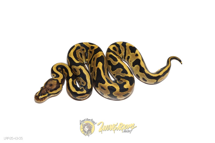 Leopard Fire DH VPI Axanthic DG