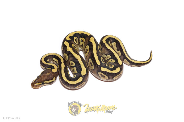 Mojave Fire YB DH VPI Axanthic DG