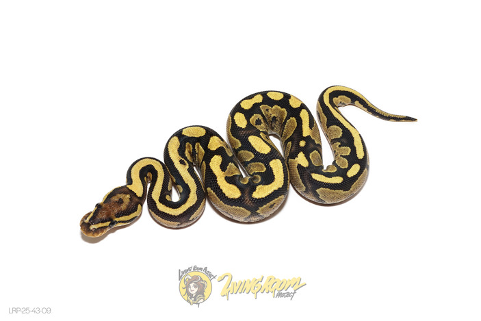 Fire YB DH VPI Axanthic DG