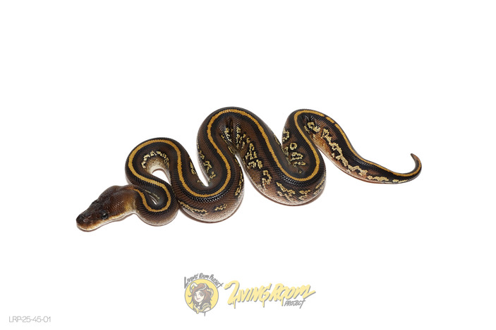 Bongo Mojave Blackhead Mahogany Het Clown