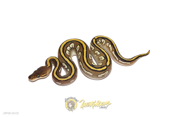 Bongo Mojave Blackhead or Mahogany Het Clown