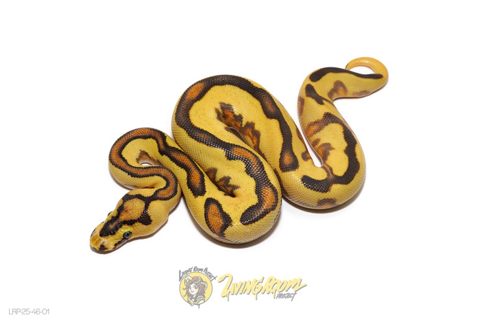 Super Orange Dream Enchi Fire YB Clown
