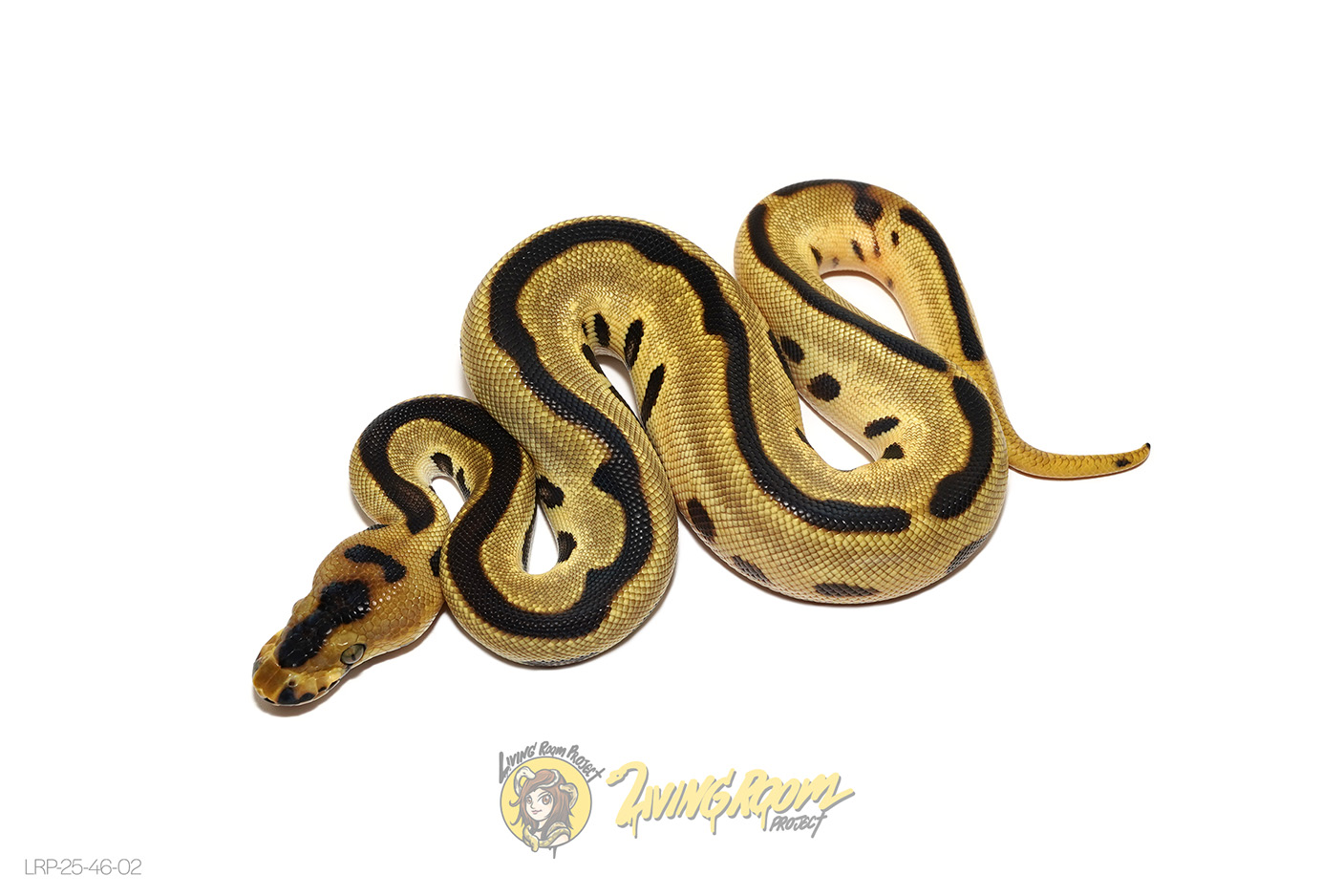 OD Leopard Enchi Clown