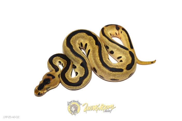 OD Leopard Enchi Clown