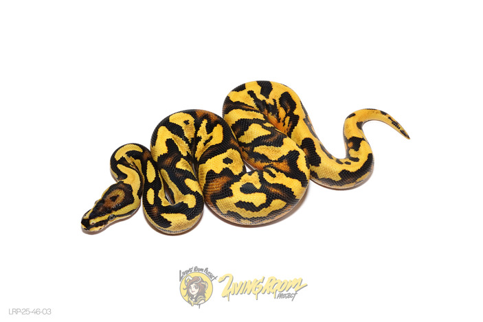 OD (Pos Super Orange Dream) Fire YB Het Clown