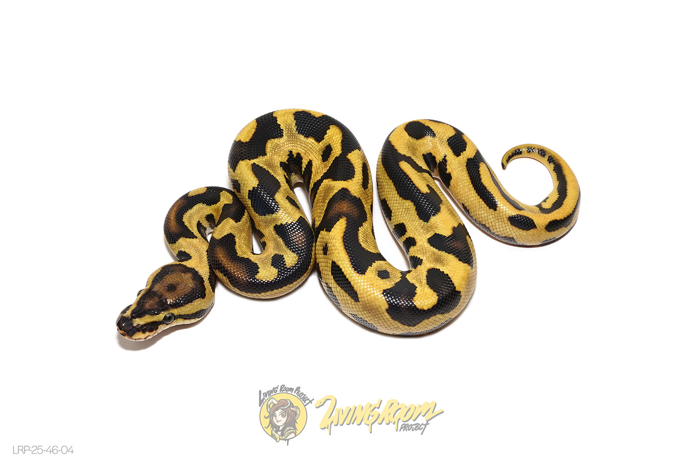 OD Leopard Fire YB Het Clown