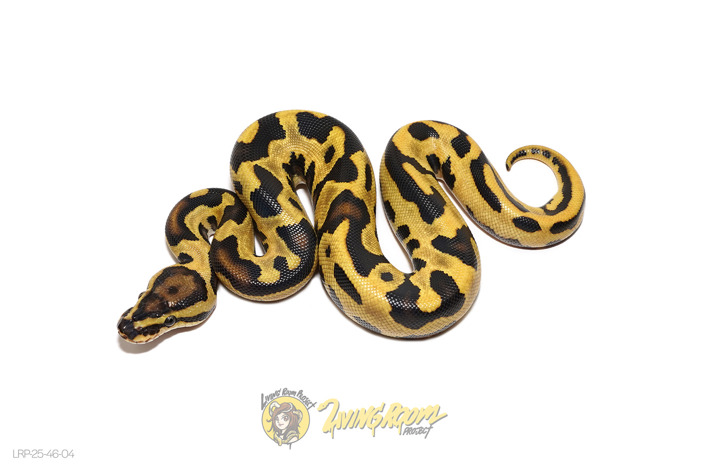 OD Leopard Fire YB Het Clown