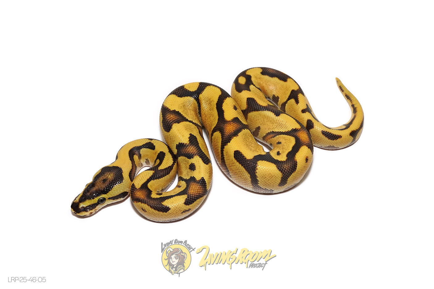 OD Enchi Fire (YB) Het Clown
