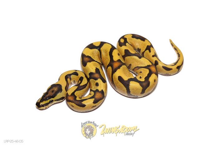 OD Enchi Fire (YB) Het Clown