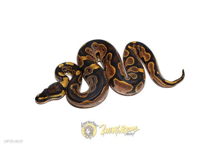 Calico Het Clown
