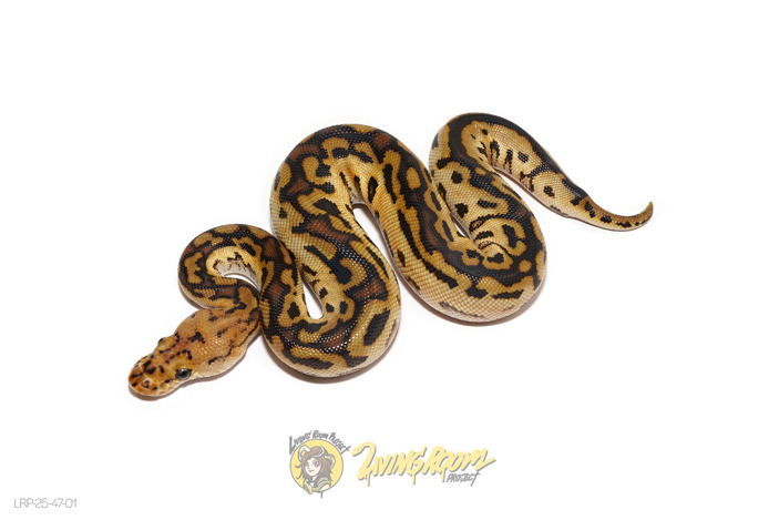 Redhead Spotnose (Pos Bongo) Clown