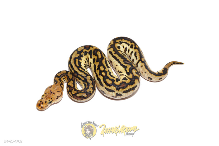 Redhead Spotnose (Pos Bongo) Clown