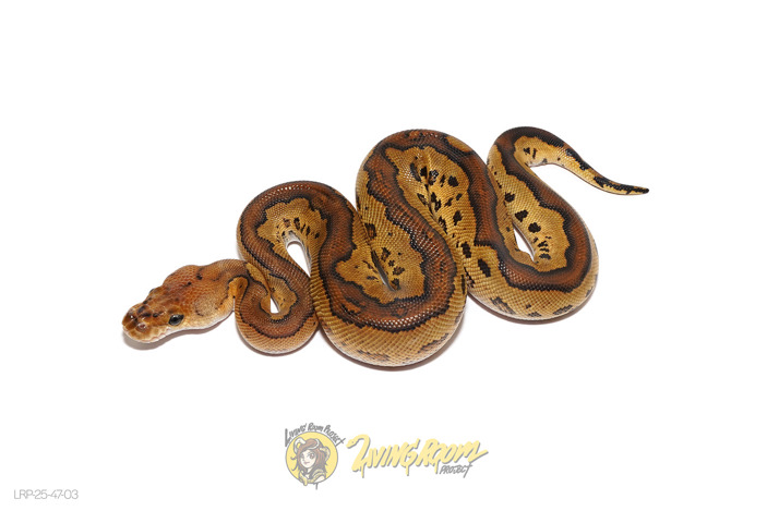 Redhead (Pos Bongo) Clown