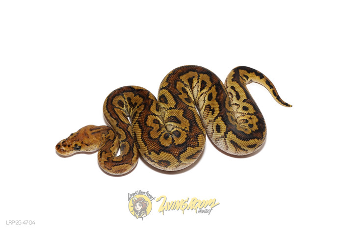 Bongo Spotnose Clown