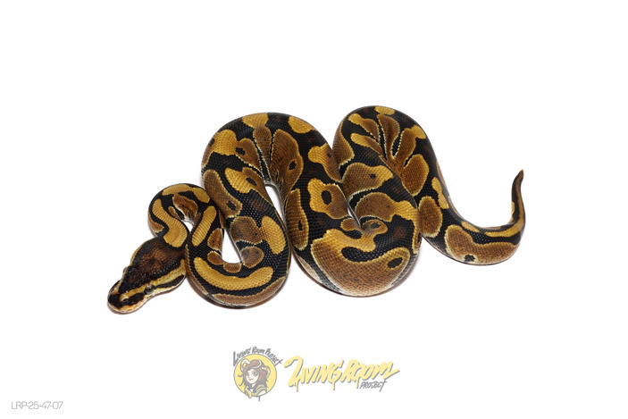 (Pos Redhead) Het Clown