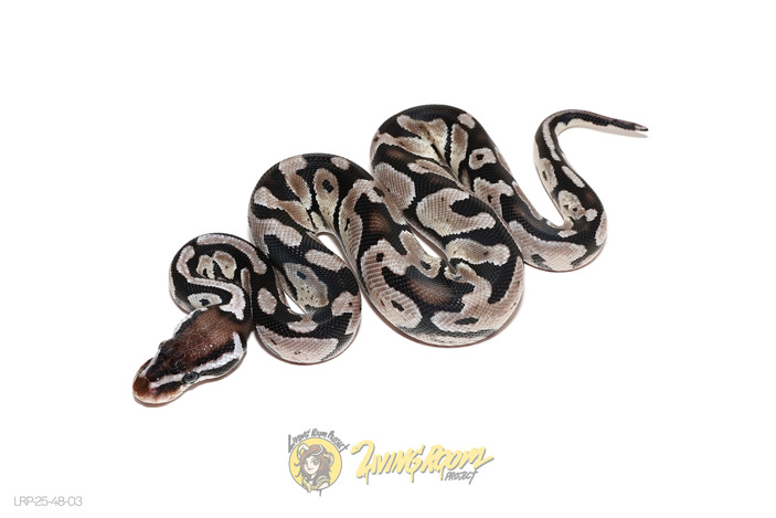 Pastel VPI Axanthic Het 66% DG