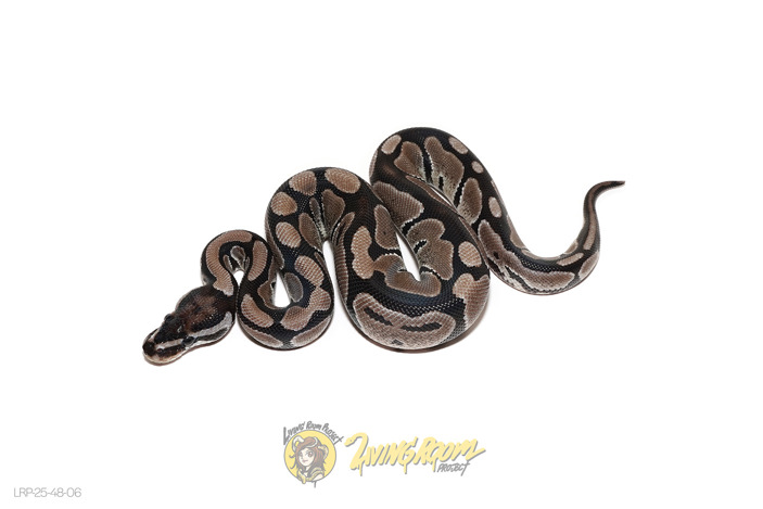 VPI Axanthic Het 66% DG