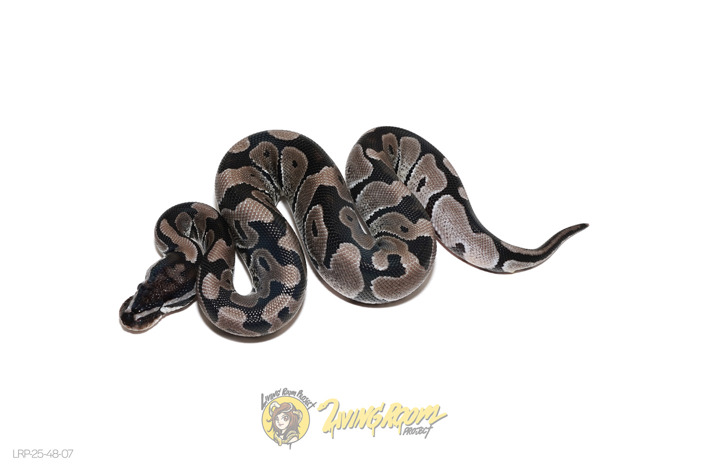 VPI Axanthic Het 66% DG (1 Blind)