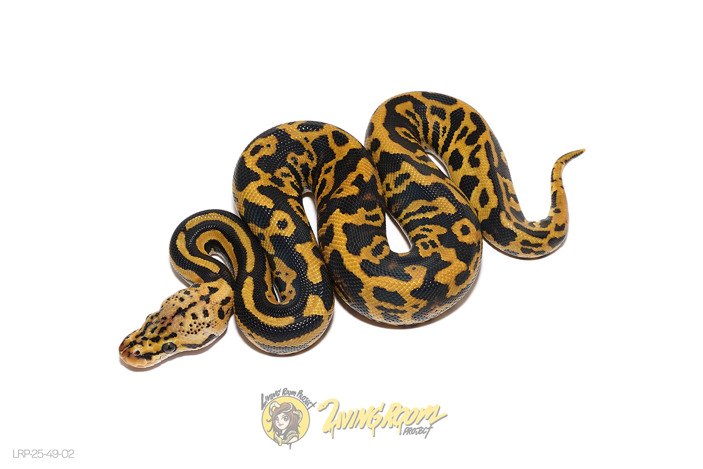 Pastel Confusion Crypton Het Pied