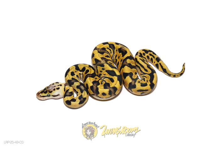 Pastel Crypton Het Pied