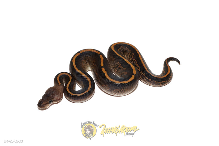 Cinder or Mahogany Black Pastel Het Clown