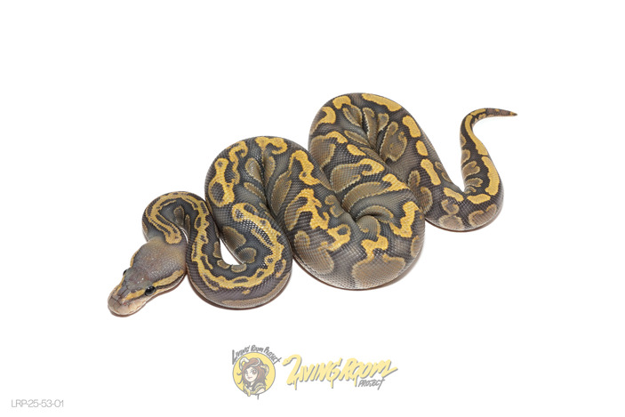 GHI (Pos NR Mandarin) Hypo