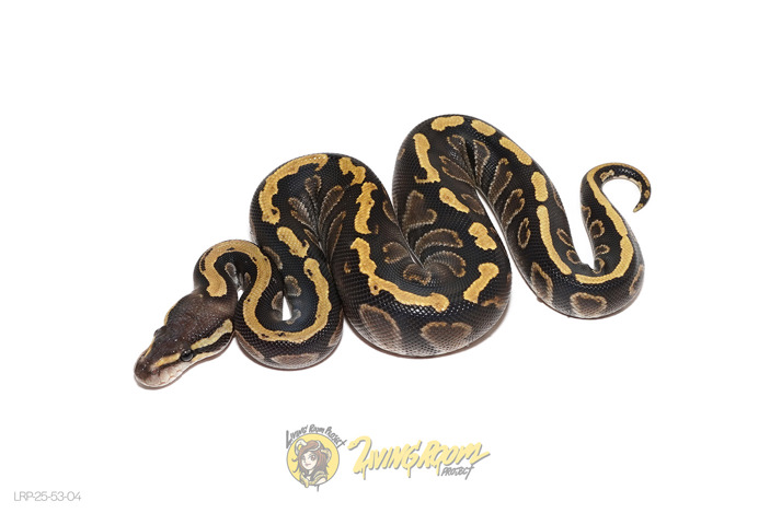 GHI Phantom Het Hypo