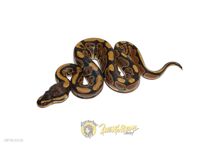 (Pos NR Mandarin) Het Hypo