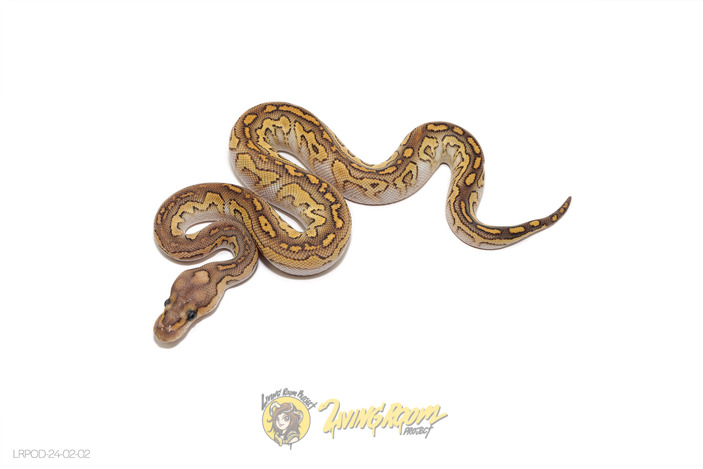 Lesser (Pos Stranger) Clown