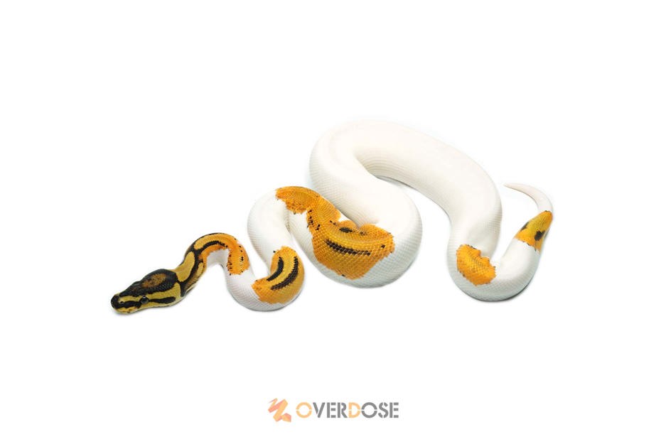 OD Asphalt/YB Pied 66% Het Hypo