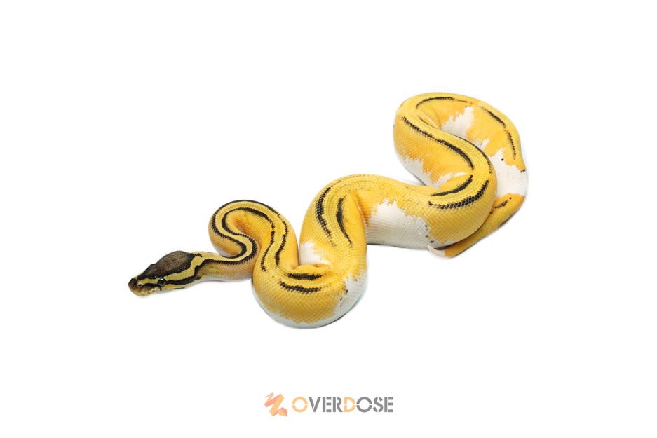 OD Asphalt/YB Pastel Pied 66% Het Hypo