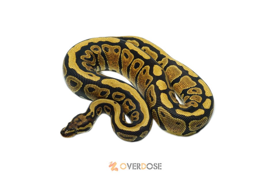 Spotnose Het DG 50% Het Clown