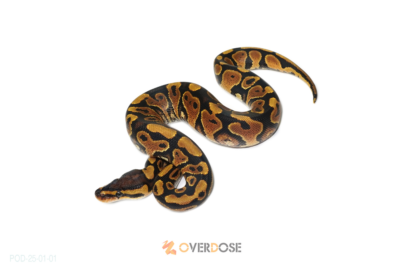 YB het Clown 50% poss het Hypo