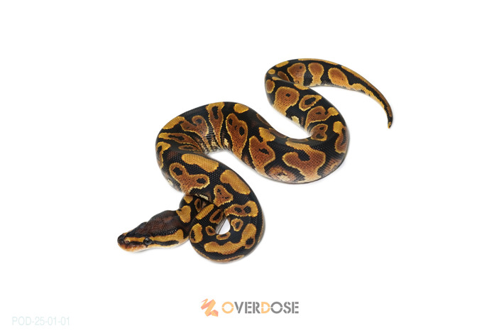 YB het Clown 50% poss het Hypo