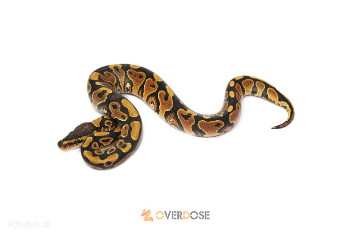 YB het Clown 50% het Hypo