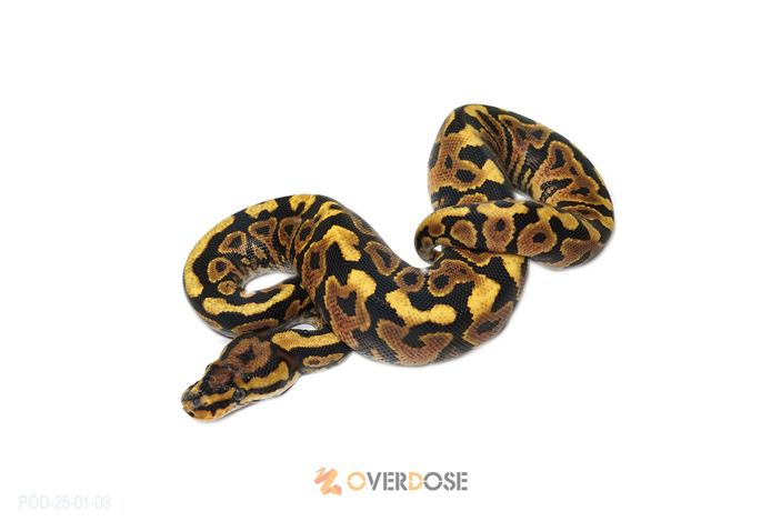 Spotnose YB het Clown 50% poss het Hypo