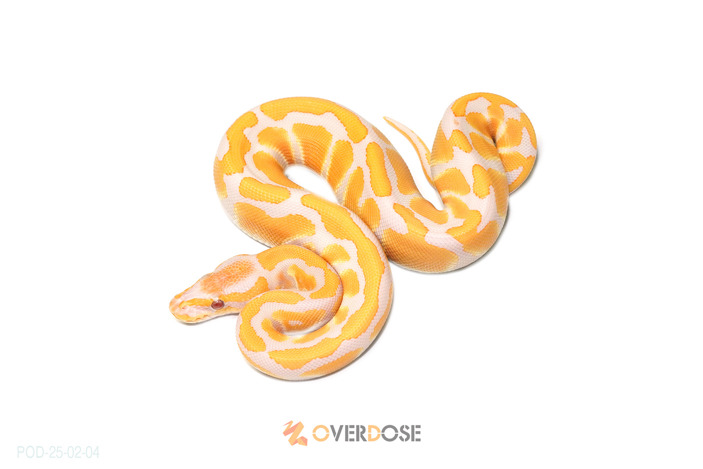 Lavender het Clown