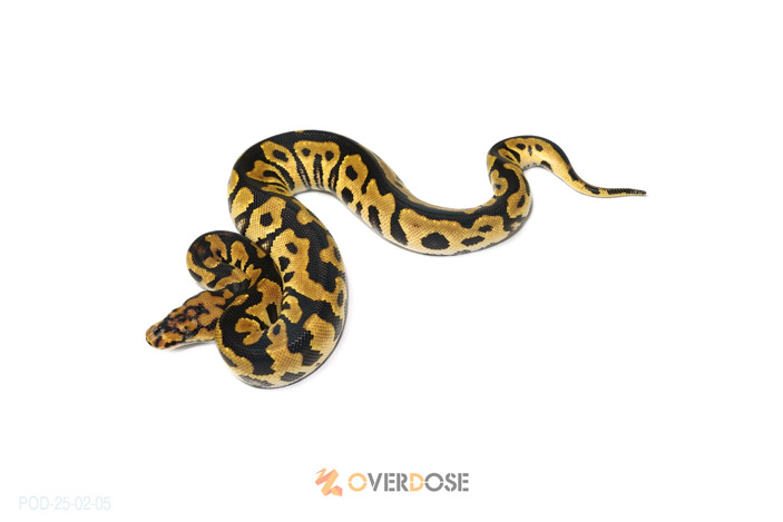 Spotnose Clown het Lavender