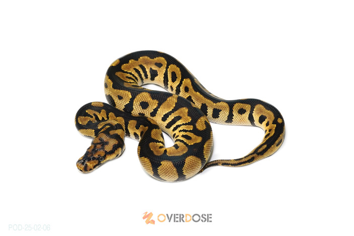 Spotnose Clown het Lavender