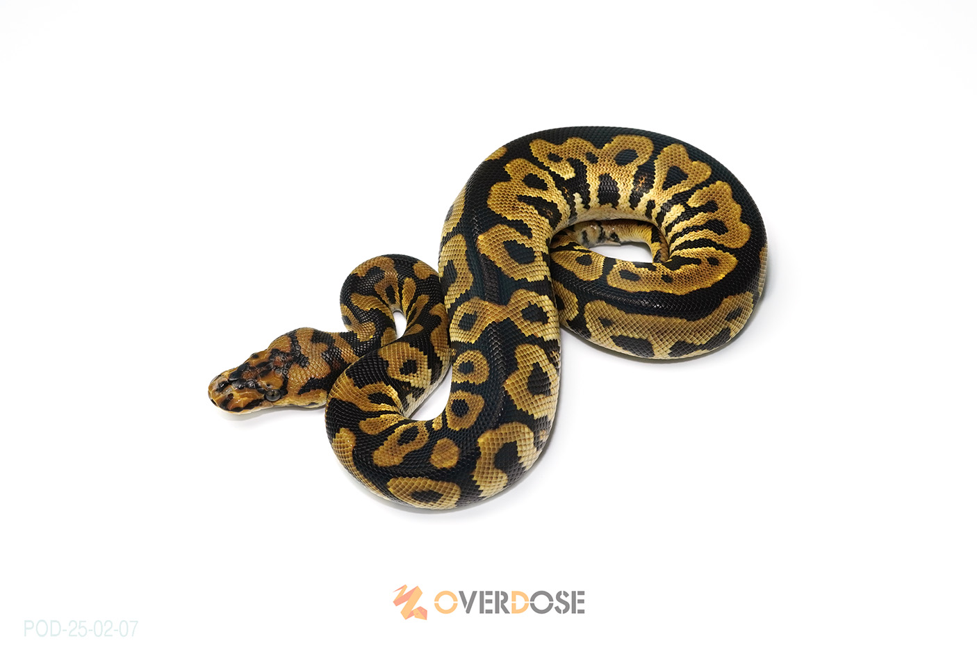 Spotnose Clown het Lavender