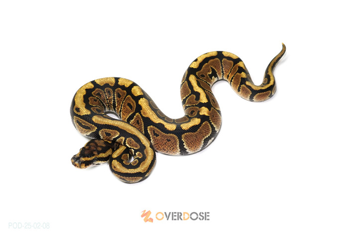 Spotnose dh Lavender Clown