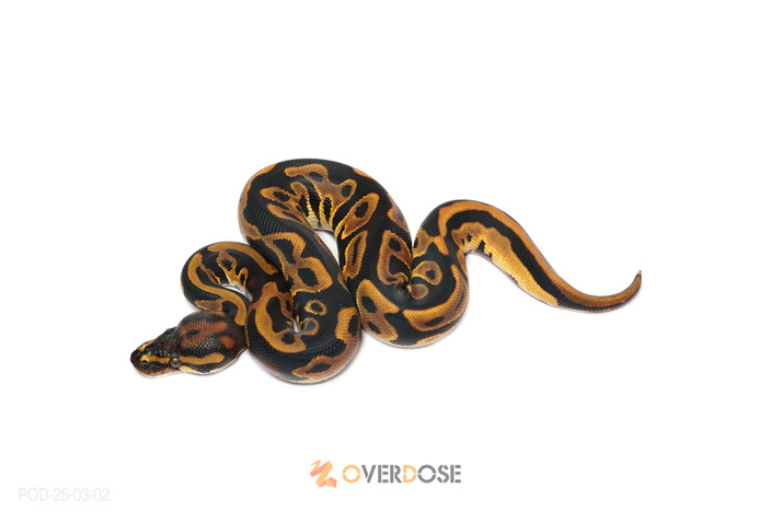 Leopard OD poss YB het Clown