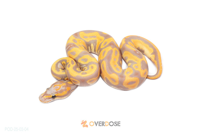 CG Leopard OD Het Clown