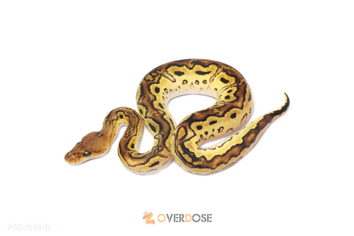 Bongo OD Clown 50% Het Hypo