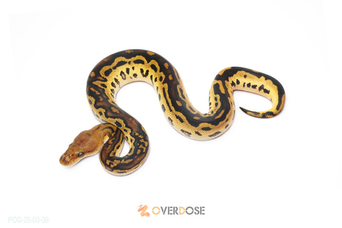 Bongo OD Leopard Clown 50% het Hypo