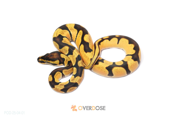 Super OD Enchi
