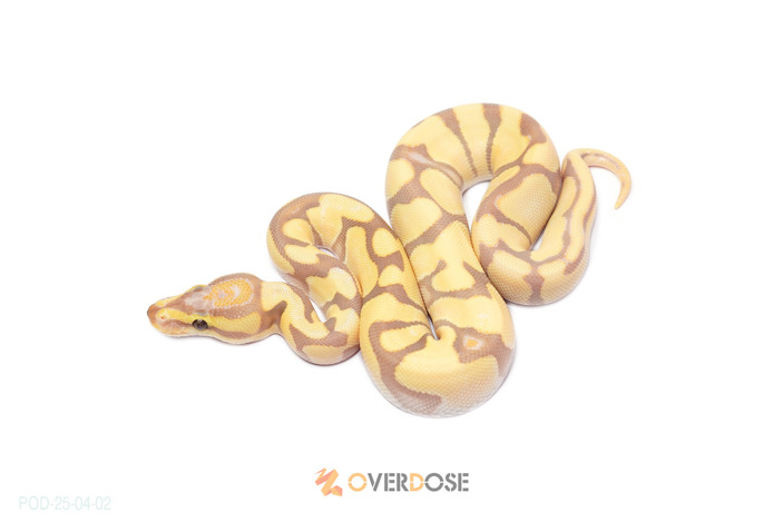 OD Enchi CG (FM)