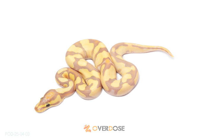 OD Enchi CG