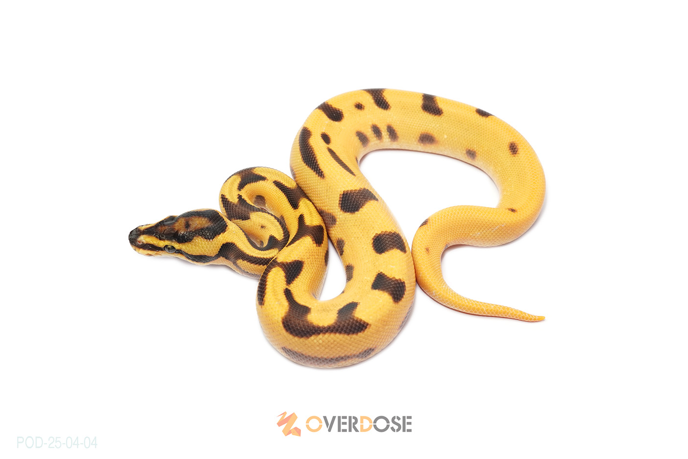 OD Enchi Leopard Fire