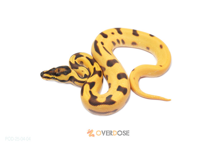 OD Enchi Leopard Fire
